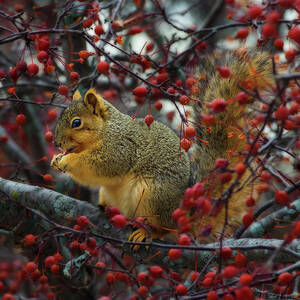 Hungry Squirrel - squirrel dining on  brilliant red crabapples in late autumn by Peter Herman