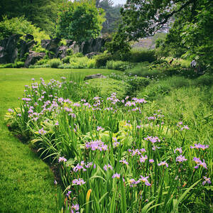 Iris Meadow by Jessica Jenney