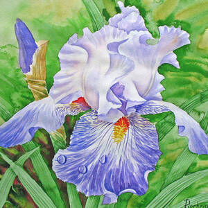 Dew on Light Blue Iris. Painting by Natalia Piacheva - Fine Art America