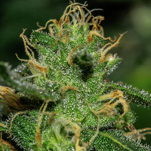 Gorilla Glue #4 X Zkittlez, Buy Cannabis Seeds