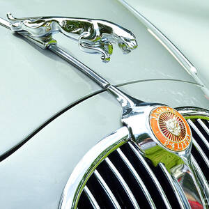 Jaguar # 1 Photograph by Allen Beatty | Fine Art America