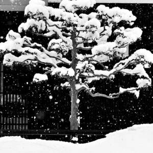 Japanese Tree in the Snow by Dean Harte