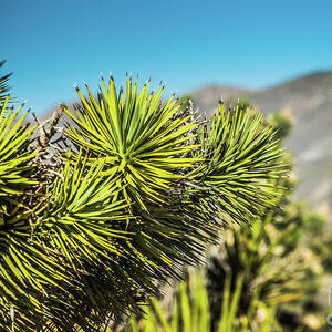 Joshua Tree Las Vegas #1 by Blake Webster