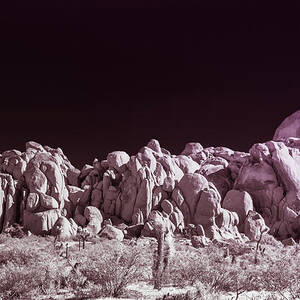 Joshua Tree Moonscape by Blake Webster