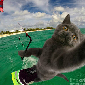 Kite Surfing Cat Selfie by Warren Photographic