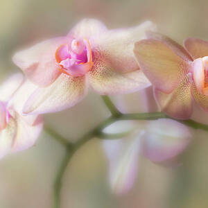Lasting forever. by Usha Peddamatham