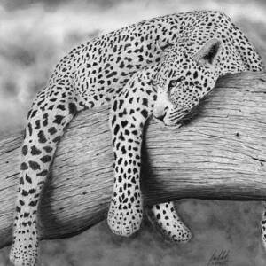 Leopard Relaxing In a Tree by James Schultz