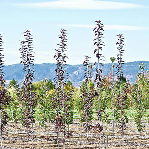 Life on a Tree Farm-Foothills View #1 by Cindy Schneider