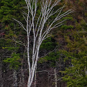 Life's A Birch No.1 by Mark Myhaver