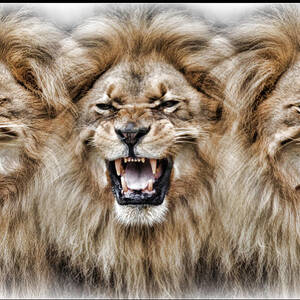 Lion's Roar