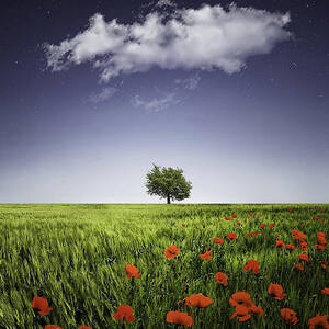 Lone tree a poppies field by Bess Hamiti