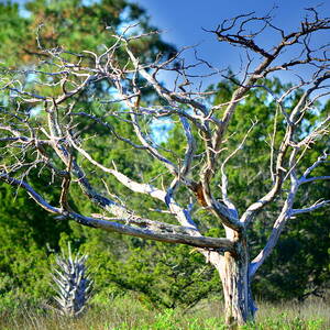 Lowcountry Tree H D R by Lisa Wooten