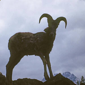 MA-294 Silhouette of Bighorn Sheep by Ed  Cooper Photography