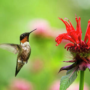 Hummingbird Hovering Over Flowers Photograph by Christina Rollo | Fine ...