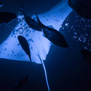 Manta Ray Blowing Bubbles by Art Atkins