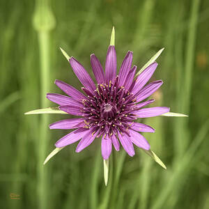 Milkweed Flower by Jim Thompson
