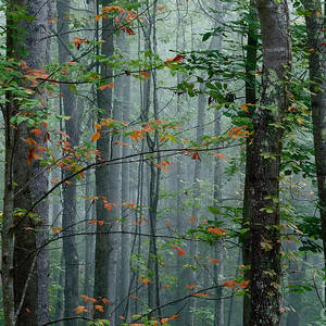 Naked Tree Photograph By Itai Minovitz Fine Art America