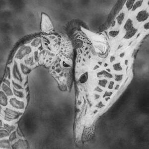 Mother and Baby Giraffes by James Schultz