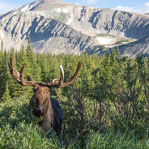 Mountain Moose by Chris Scroggins