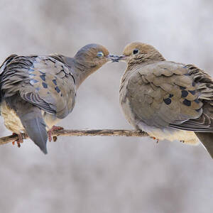 Mourning doves in love by Mircea Costina Photography