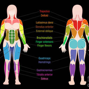Muscle Diagram Female Body Names Digital Art by Peter Hermes Furian