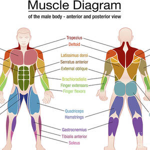 Muscle Diagram Female Body Names Digital Art By Peter Hermes Furian