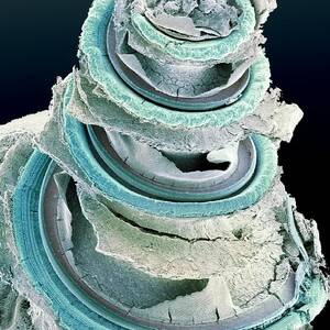 Organ Of Corti, Inner Ear, Sem by Science Photo Library