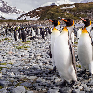 Penguins Of Salisbury Plain by Karen Lunney