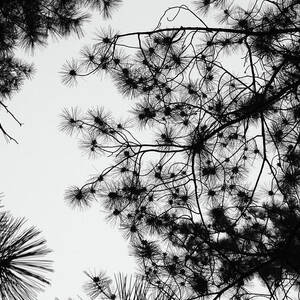 Pine Needle Abstract B W by David T Wilkinson