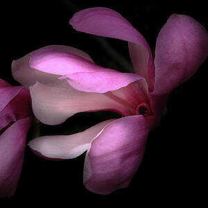 Pink and White Magnolia in Silhouette by Joni Eskridge