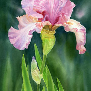 Deep Pink Camellias Painting by Sharon Freeman - Fine Art America