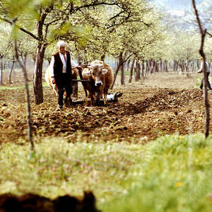 Ploughing in the orchard by Emanuel Tanjala