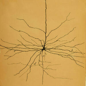 Pyramidal Cell In Cerebral Cortex, Cajal by Science Source