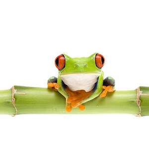 Red-eyed Treefrogs by Mark Bowler and Photo Researchers