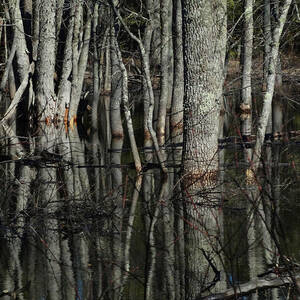 Reflecting Trees by David T Wilkinson