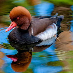Resting In Pool Of Colors by Christopher Holmes