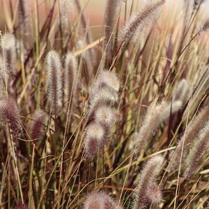 Soft Dried Plumes of Desert Grass by Colleen Cornelius