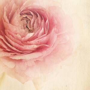 Sogno Romantico by Priska Wettstein