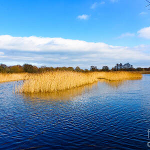 Somerset levels by Colin Rayner