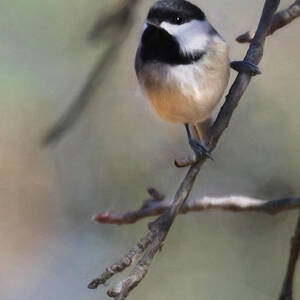 Spring Chickadee 2 by Lori Deiter