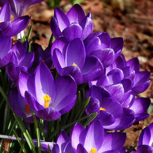 Spring Crocus by David T Wilkinson