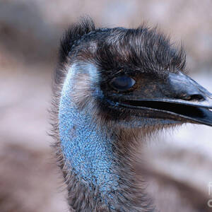 Face of a Blue Emu with Black Feathers Zip Pouch by DejaVu Designs - Fine  Art America