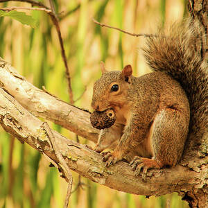 Squirrel in a Tree in the Marsh by Joni Eskridge