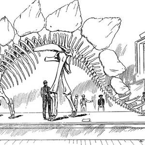 Stegosaurus by Science Source