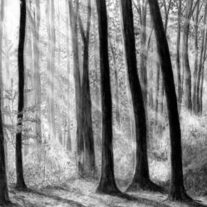 Sun Rays through the Trees by James Schultz