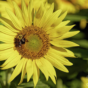 Sunflower Bumble by Natural Focal Point Photography