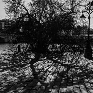 The ancient tree and its shadow by AM FineArtPrints