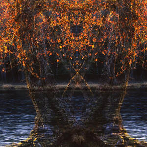 Tree Apparitions   by Irwin Barrett