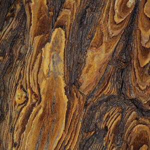 Tree Bark Abstract by Jerry McElroy