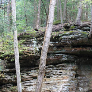 Trees and Cliffs by Angela Murdock